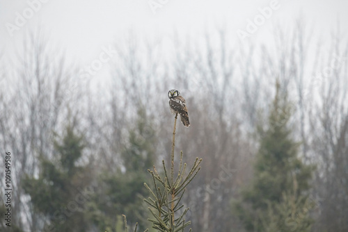 Northern hawk owl Surnia ulula sitting at the top of a coniferous tree on a misty drizzly cold gray December afternoon in northern Ontario Canada
