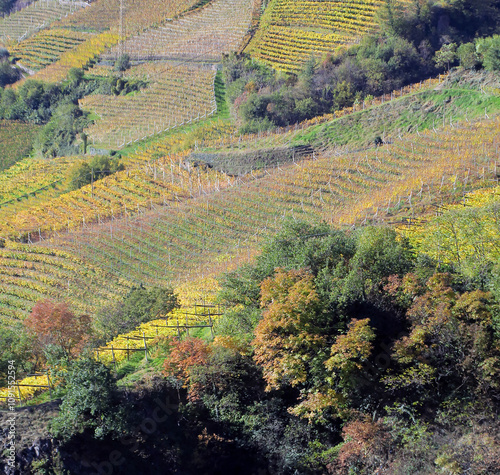 Weingärten am Hang im Herbst - vineyards at a hill slope in autumn photo