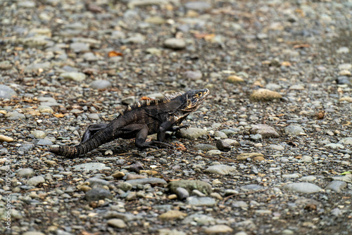 Spiny-tailed iguana from Costa Rica on a stone path. Vibrant scales glisten in tropical sunlight, showcasing adaptation to rocky terrain and serene natural habitat