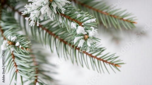 Capture the Serene Beauty of Winter with This Snow-Kissed Evergreen Branch, Perfect for Holiday Greetings or Nature-Themed Decor photo