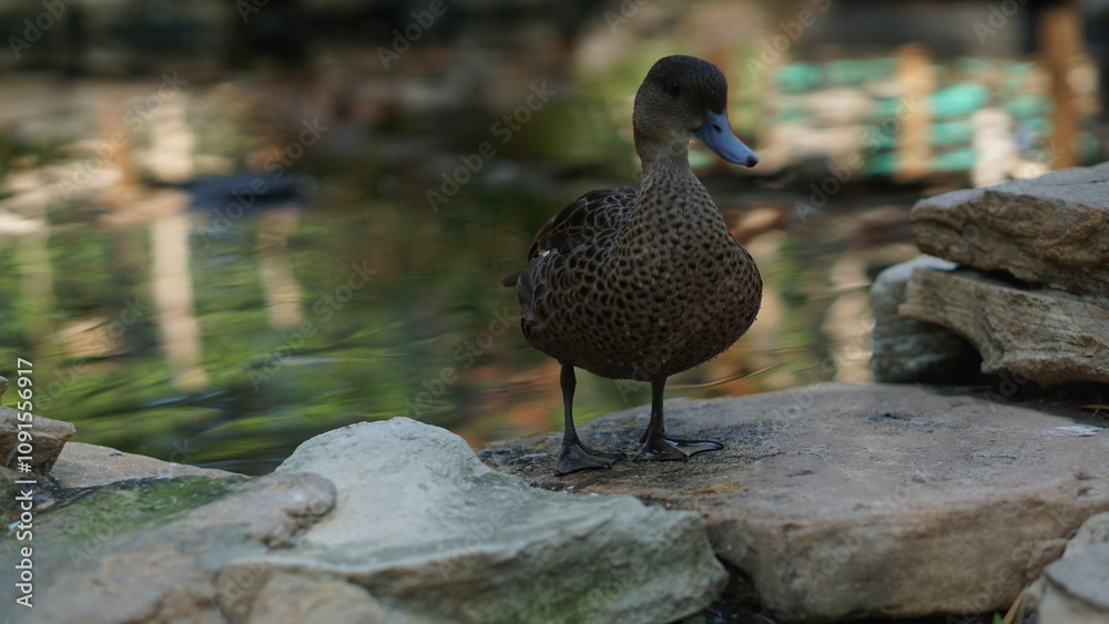 Fototapeta premium Portrait of a Beautiful Female Mandarin Duck Aix galericulata, a species of perching duck native to the Eastern Palearctic