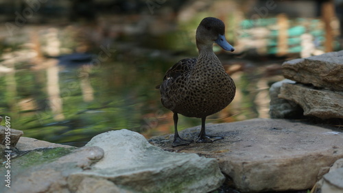 Portrait of a Beautiful Female Mandarin Duck Aix galericulata, a species of perching duck native to the Eastern Palearctic photo