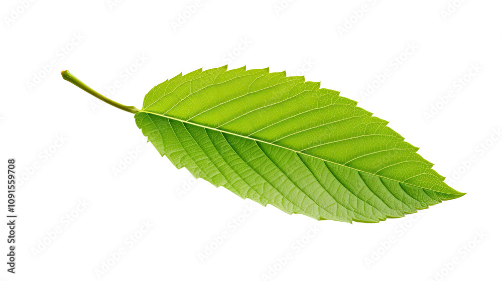 Obraz premium fresh leaf on a white background.