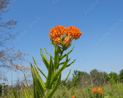 Asclepias tuberosa | Butterfly Milkweed | Native North American Prairie Wildflower 