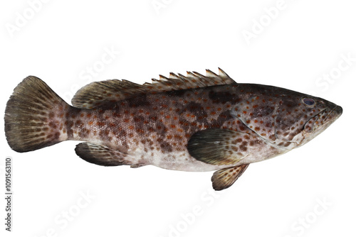 orange spotted grouper or estuary rockcod (Epinephelus coioides)