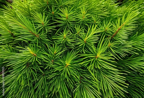 detailed close fresh green pine needles nestled soft vibrant green moss texture nature lovers, aromatic, biological, biomass, botanical, breadth, carpet photo