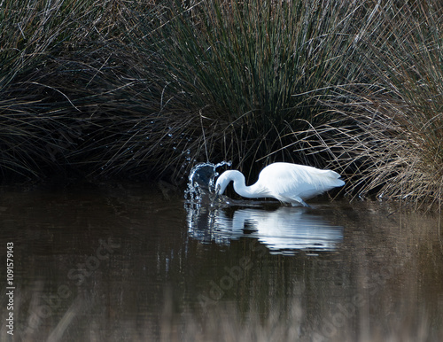 Aigrette garzette qui pêche dans un marais photo