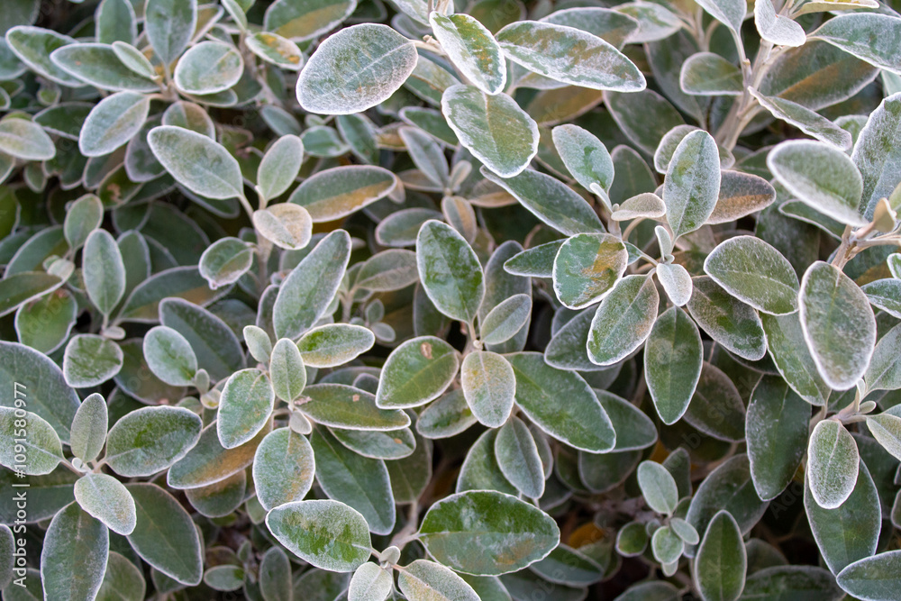 Fototapeta premium close up of a plant