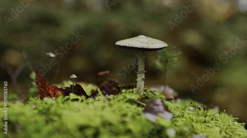 ein hübscher pilz auf einem moosbedecktem baumstumpf