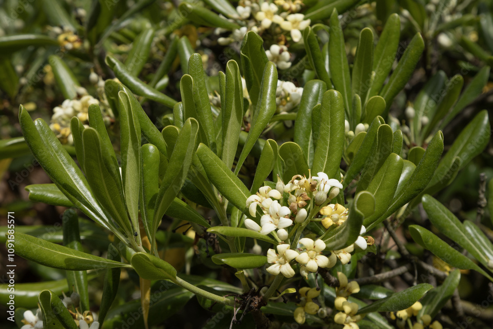 Fototapeta premium Pittosporum tobira 