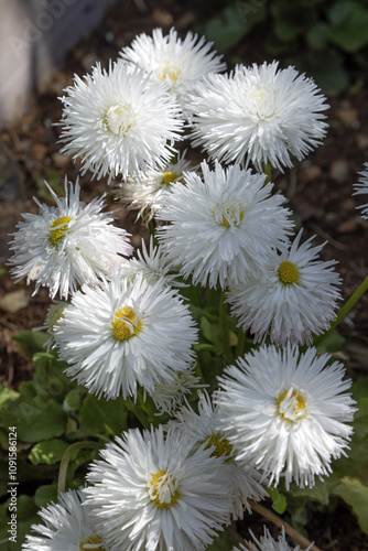Pâquerettes Bellis perennis habanera blanches	 photo