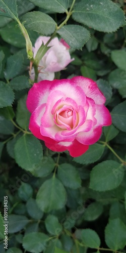pink rose in the garden
