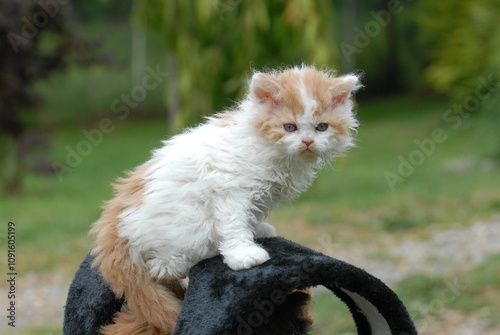 Obraz na plátně Selkirk Rex Kittens: Fluffy, Curly-Coated Charmers