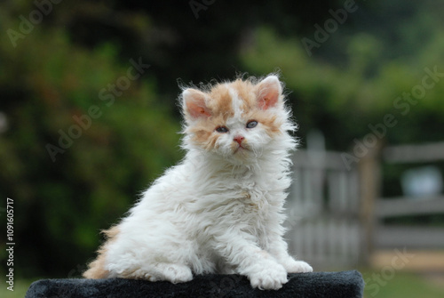 Obraz na plátně Selkirk Rex Kittens: Fluffy, Curly-Coated Charmers