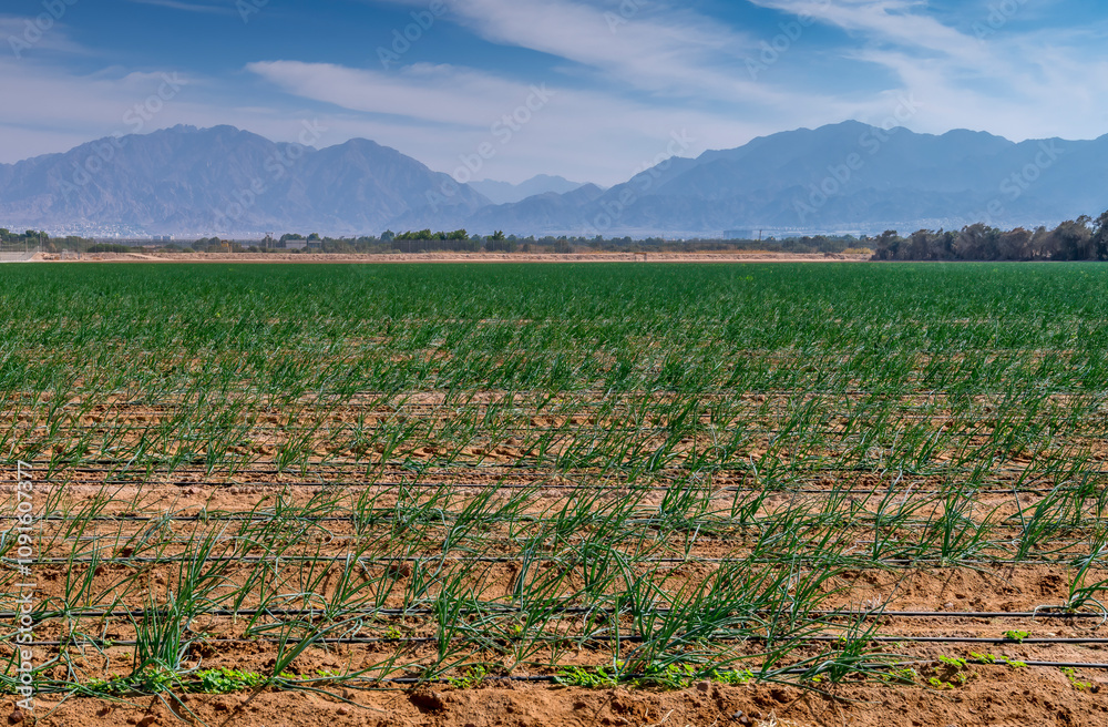 Fototapeta premium Agricultural field with ripe green onions, water irrigation and propagation systems as foreground. Photo depict desert and arid areas of the Middle East. No AI tools were used