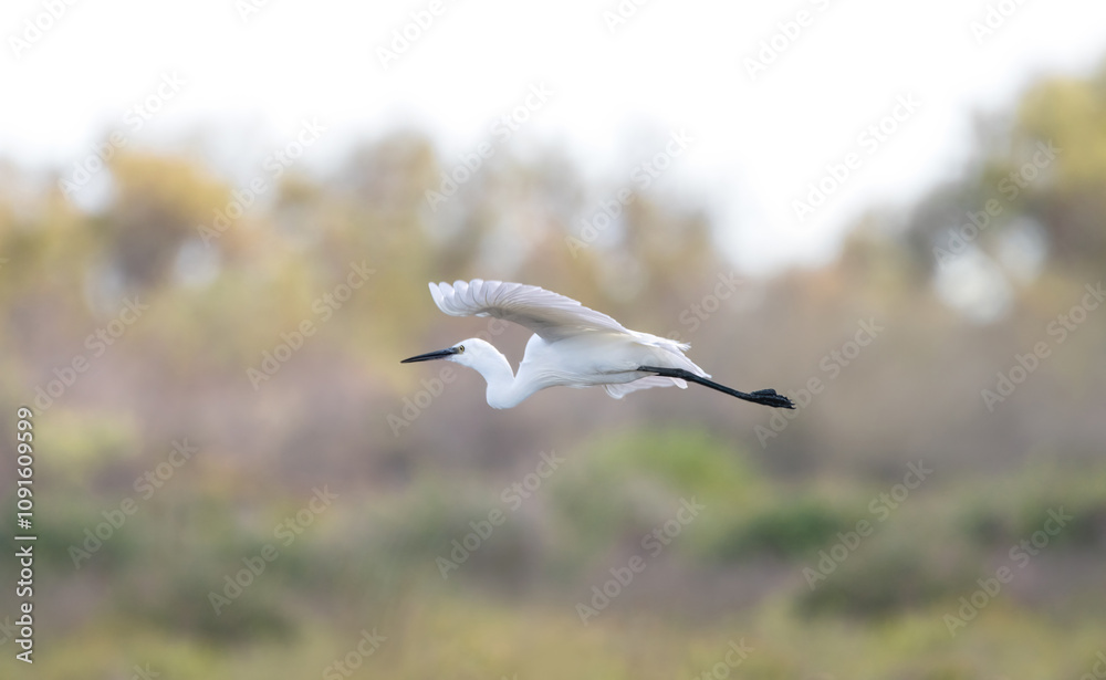 Fototapeta premium Flying Great White Egret (Ardea Alba)