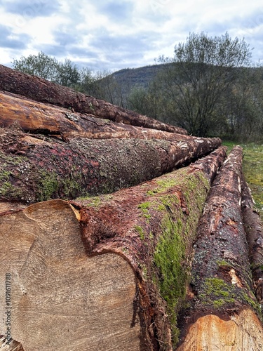 Coupe de bois pour exploitation forestière 