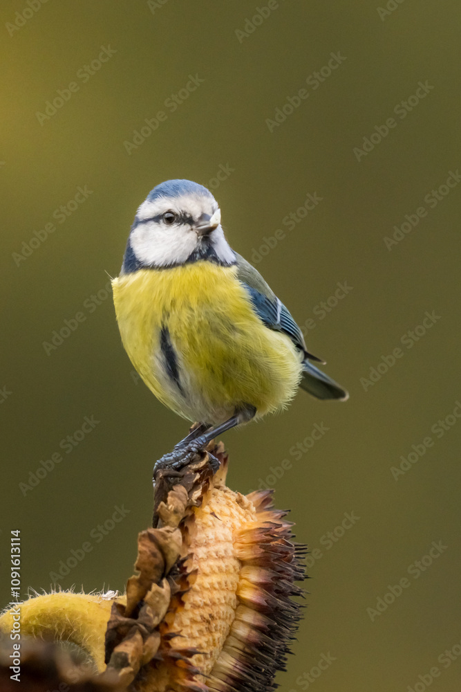 Obraz premium Jolie mésange bleue, très jolie, avec une graine de tournesol au bout du bec, oiseau migrateur, oiseau du jardin coloré, en automne