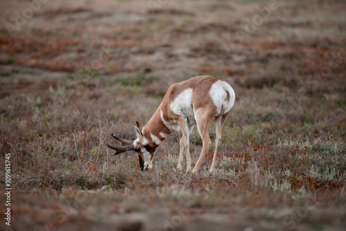 Pronghorn antelope (Antilocapra americana), Theodore Roosevelt National Park