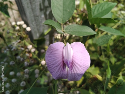 Centrosema Virginianum
Purple Centrosema Virginianum flowers photo