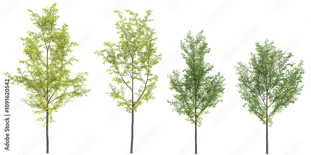 Obraz premium 3D rendering of Celtis trees isolated on transparent background