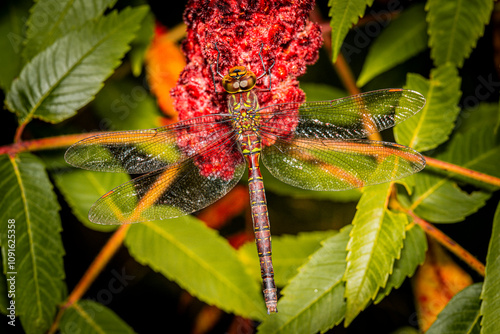 Red dragonfly resting on staghorn sumac