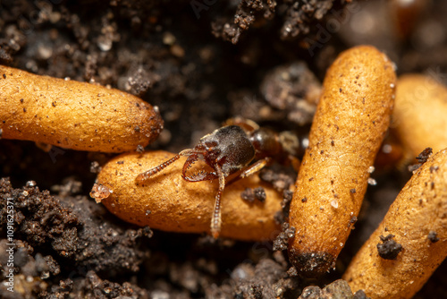 Stigmatomma vampire ant resting on cocoon of colony member