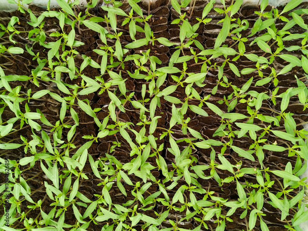 Obraz premium Vegetable Seeds 2 Several vegetable seedlings close up