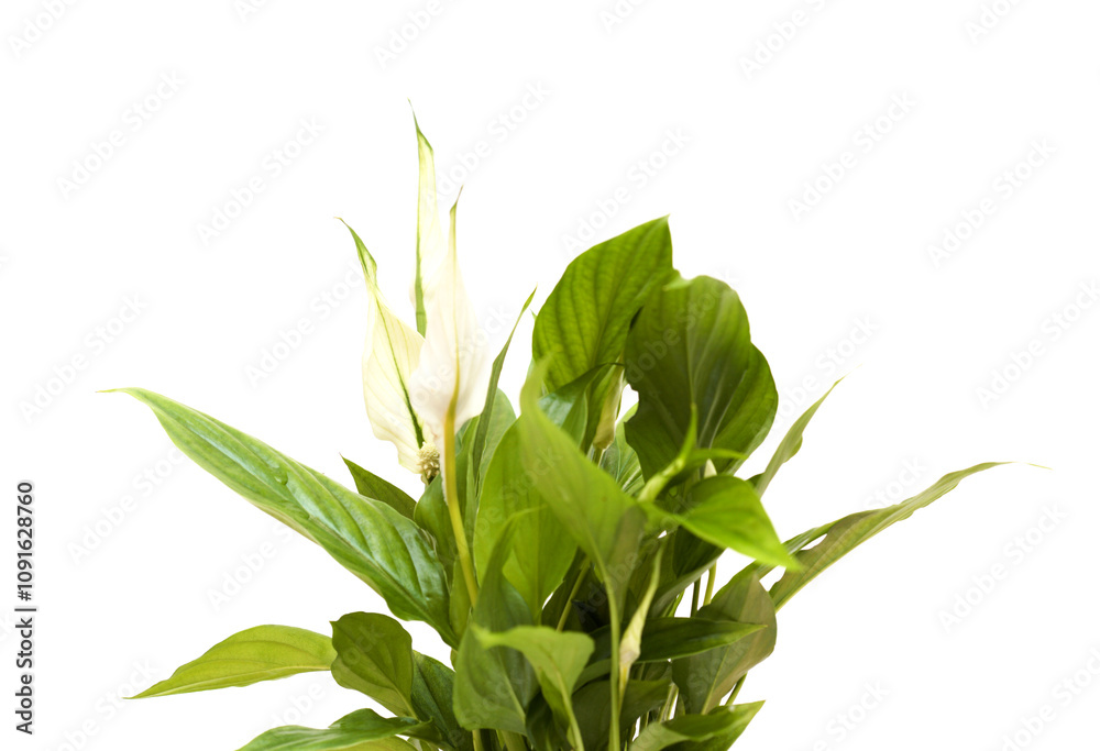Fototapeta premium small Spathiphyllum plant, commonly called peace Lily 