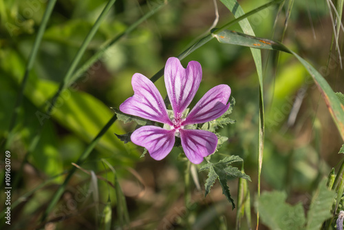 Hibiscus flower and a honey bee perched on it. Common mallow wild plant.