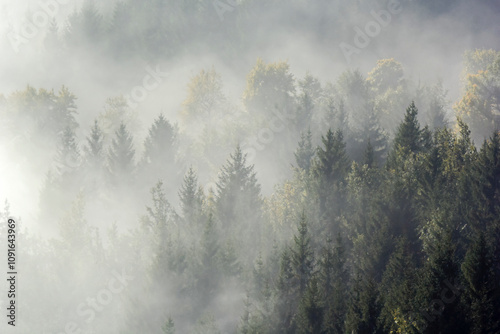 Trees in morning fog on mountain. Spruce trees