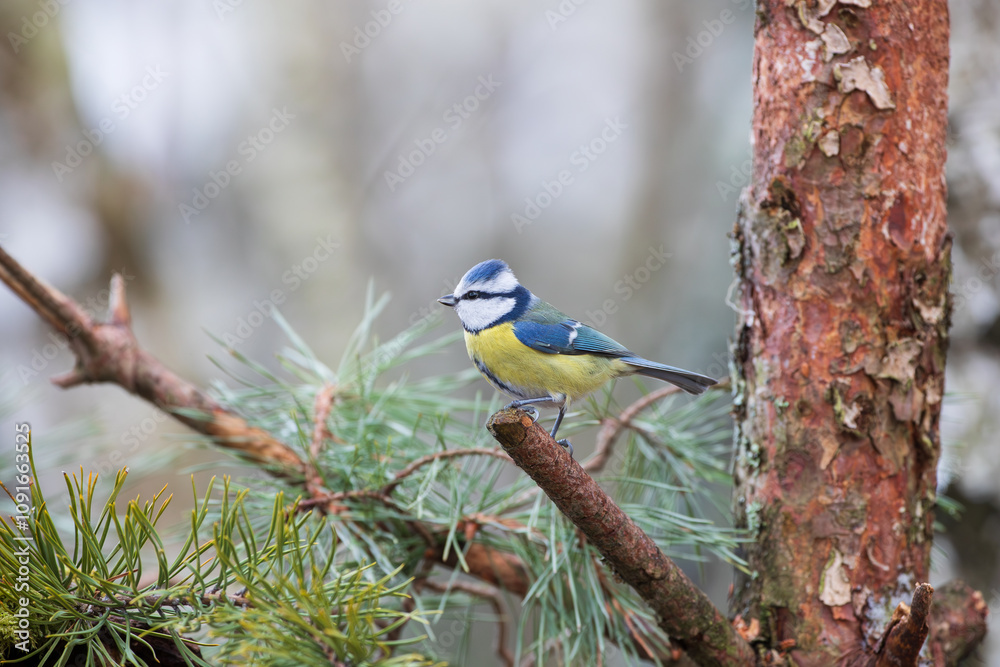 Fototapeta premium A blue tit sitting on a pine stick