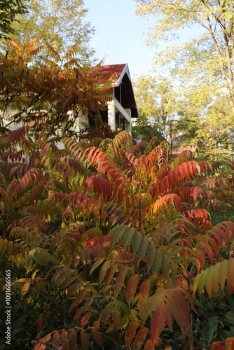 house in the woods