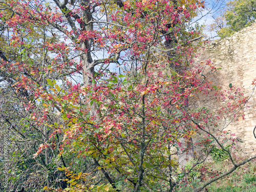 (Zanthoxylum simulans) Chinese-pepper producing reddish berries and colored autumn foliage as ornamental hedge in a park
 photo