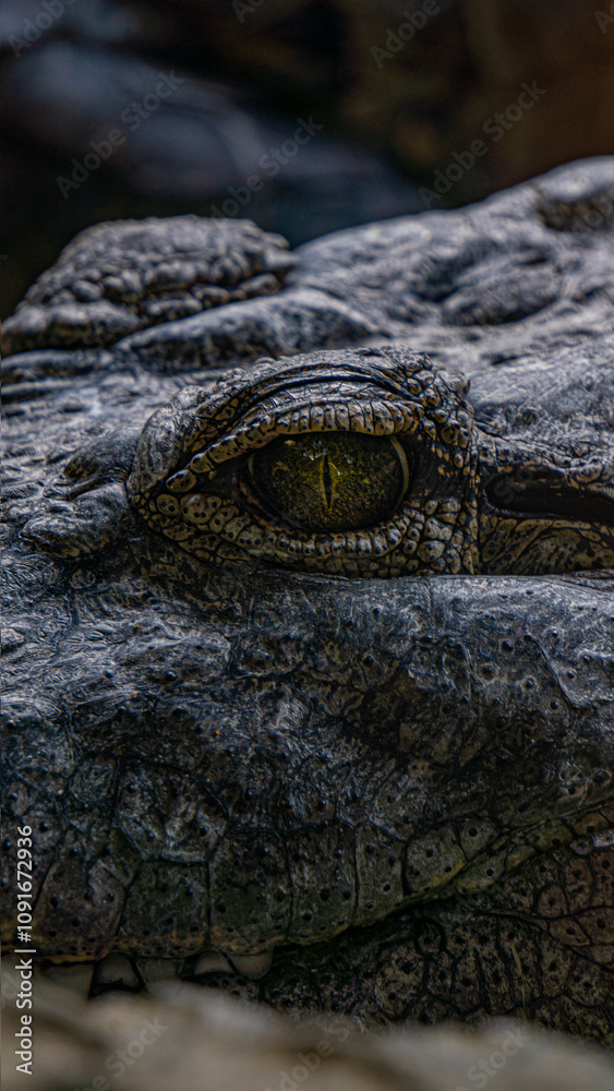 Fototapeta premium Striking close-up of a crocodile's eye, highlighting detailed skin texture and the intensity of its pupil in a natural setting