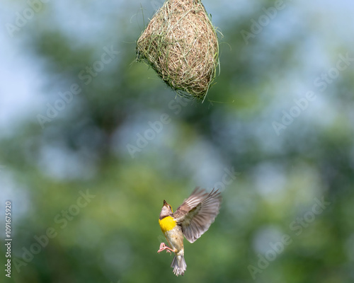 WEAVER BIRD FLYING TO ITS NEST