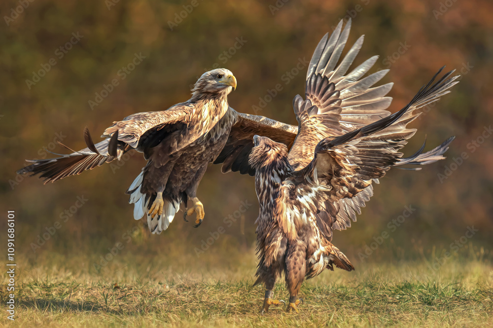 Fototapeta premium Bielik (Haliaeetus albicilla) 