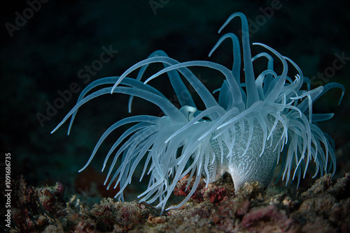  The tiger anemone. Photo was taken in North Sulawesi, island Bangka, Indonesia photo