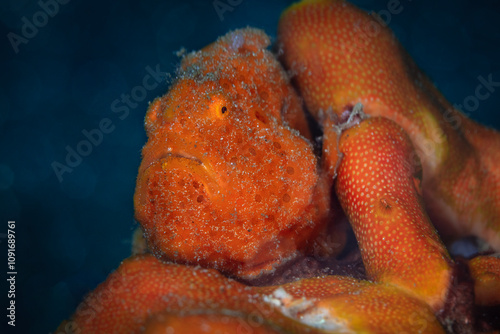 FROGFISH. Photo was taken in North Sulawesi, island Bangka, Indonesia photo