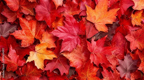 Autumn Leaves Background
