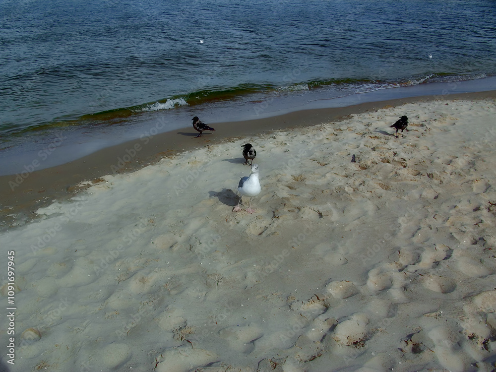 Möwen und Krähen am Strand der Ostsee