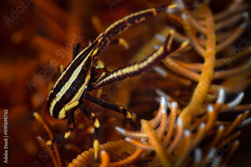 Elegant squat lobster (Allogalathea elegans). Photo was taken in North Sulawesi, island Bangka, Indonesia