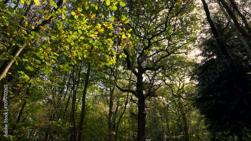 Breathtaking autumn woodland bathed in sunlight with golden leaves and towering trees