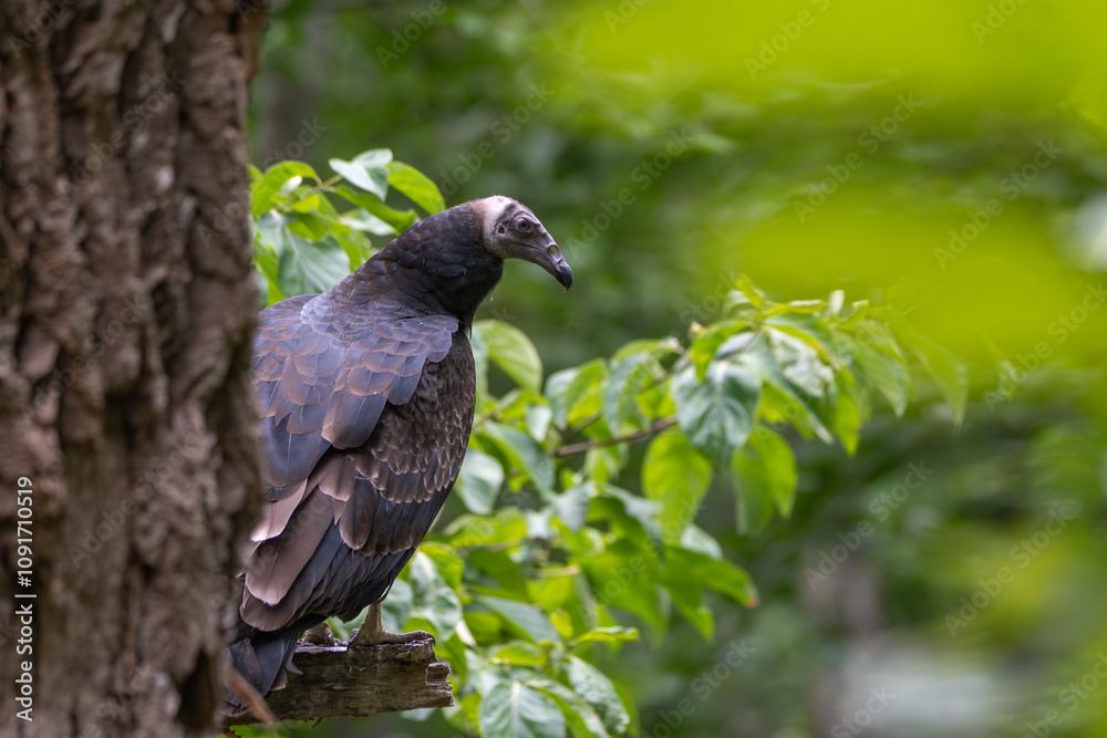 Fototapeta premium Black Vulture Perching in Tree