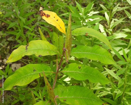 Asclepias exaltata | Poke Milkweed | Native North American Woodland Wildflower photo