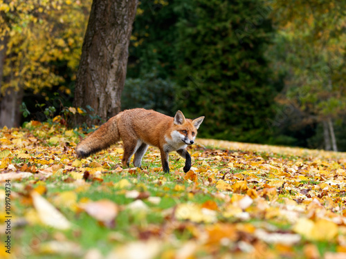 Red fox, Vulpes vulpes photo