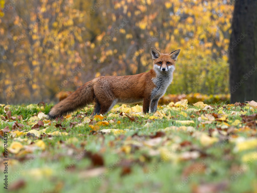 Obraz premium Red fox, Vulpes vulpes