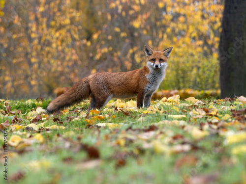 Red fox, Vulpes vulpes photo