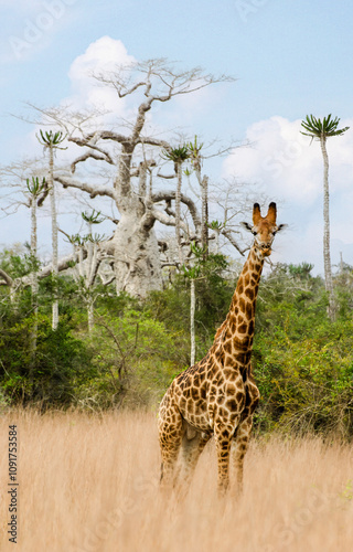 Fotografi A giraffe in tall grass in Kissama National Park (Quiçama National Park), Angola