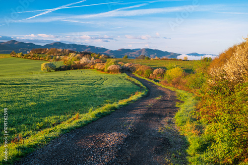 Spring morning in a rural countryside with blooming white bushes and lush green meadows photo